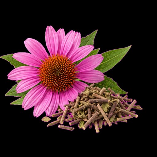 Echinacea