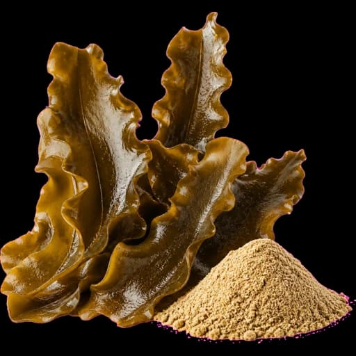 Kelp Extract