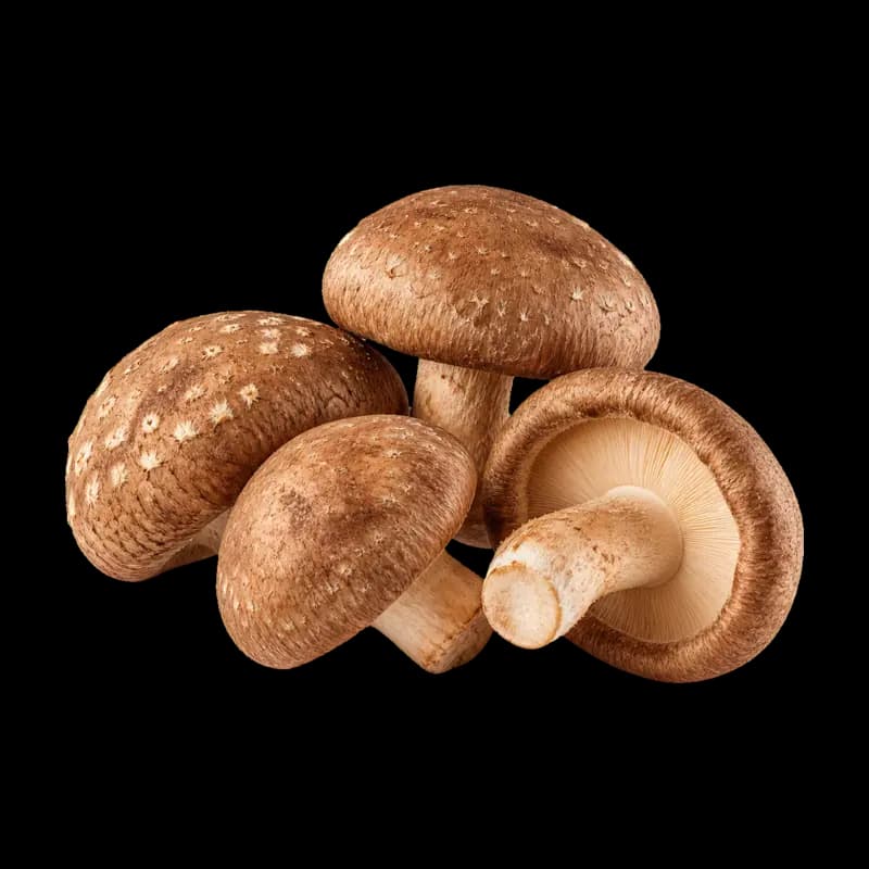 Shiitake