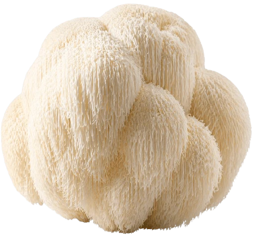 Lion's Mane